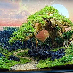 Bonsai Driftwood Aquarium Tree for Aquarium Decor Fish Tank Decorations