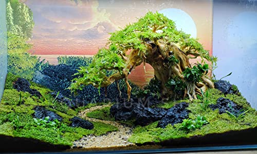 Bonsai Driftwood Aquarium Tree for Aquarium Decor Fish Tank Decorations