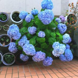 mixed hydrangea seeds flowers for planting non-gmo home garden mixed colors (100+)