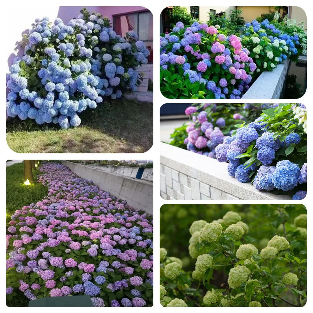 Mixed Hydrangea Seeds Flowers for Planting Non-GMO Home Garden Mixed Colors (100+)