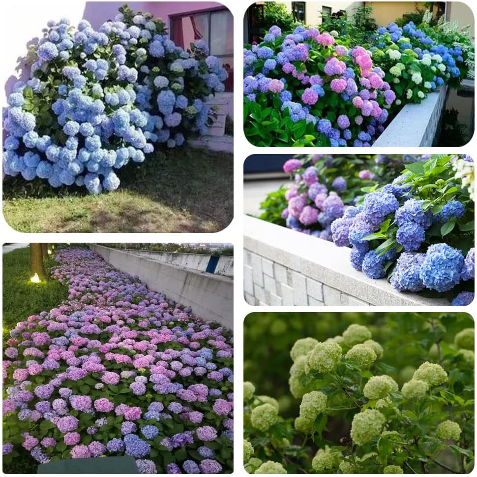 Mixed Hydrangea Seeds Flowers for Planting Non-GMO Home Garden Mixed Colors (100+)