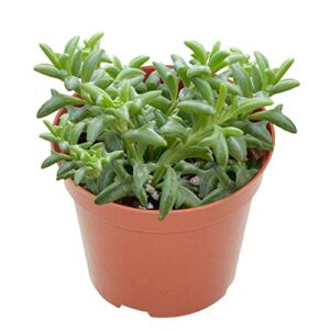 rare succulent 4-inch string of dolphins, live succulents plants fully rooted in pots with soil, easy-care house plant for home office decoration, wedding party favor gift