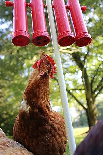 RentACoop Chicken Treat Dispenser - Suitable for Small and Large Treats - Includes Post for Indoor and Outdoor Placement - Large Size with 4 Tubes