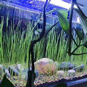 3 Fresh Water Live Plant Seeeds for Aquarium and Fish Tank, 3 Different Aquatic Plant Decor Water Grass Dwarf Mini Tiny Leaves Hair Grass Seeed (0.36ozTiny+0.36oz Long+0.36oz Short) qwe