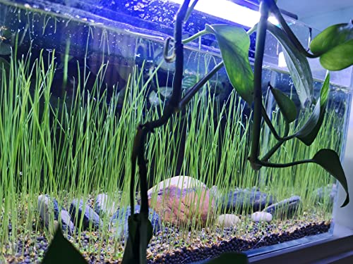 3 Fresh Water Live Plant Seeeds for Aquarium and Fish Tank, 3 Different Aquatic Plant Decor Water Grass Dwarf Mini Tiny Leaves Hair Grass Seeed (0.36ozTiny+0.36oz Long+0.36oz Short) qwe