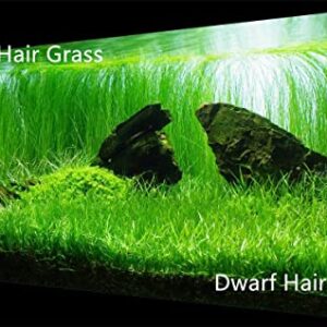 3 Fresh Water Live Plant Seeeds for Aquarium and Fish Tank, 3 Different Aquatic Plant Decor Water Grass Dwarf Mini Tiny Leaves Hair Grass Seeed (0.36ozTiny+0.36oz Long+0.36oz Short) qwe