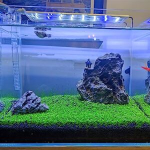 3 Fresh Water Live Plant Seeeds for Aquarium and Fish Tank, 3 Different Aquatic Plant Decor Water Grass Dwarf Mini Tiny Leaves Hair Grass Seeed (0.36ozTiny+0.36oz Long+0.36oz Short) qwe