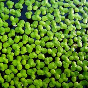 4800+ Duckweed Live Plant for Aquarium - Aquarium Plants Live - Planting Ornaments Perennial Garden Simple to Grow Pots Gifts