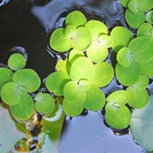 4800+ Duckweed Live Plant for Aquarium - Aquarium Plants Live - Planting Ornaments Perennial Garden Simple to Grow Pots Gifts