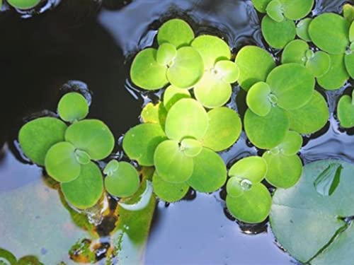 4800+ Duckweed Live Plant for Aquarium - Aquarium Plants Live - Planting Ornaments Perennial Garden Simple to Grow Pots Gifts