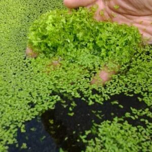 4800+ Duckweed Live Plant for Aquarium - Aquarium Plants Live - Planting Ornaments Perennial Garden Simple to Grow Pots Gifts