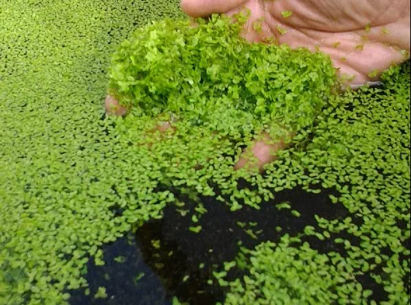 4800+ Duckweed Live Plant for Aquarium - Aquarium Plants Live - Planting Ornaments Perennial Garden Simple to Grow Pots Gifts