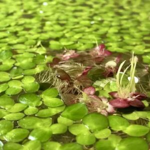 4800+ Duckweed Live Plant for Aquarium - Aquarium Plants Live - Planting Ornaments Perennial Garden Simple to Grow Pots Gifts