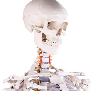 RONTEN Human Skeleton Model for Medical Study, 70.8" Life Size Medical Anatomical Skeleton, Including Adjustable Rolling Stand + Cover + Poster