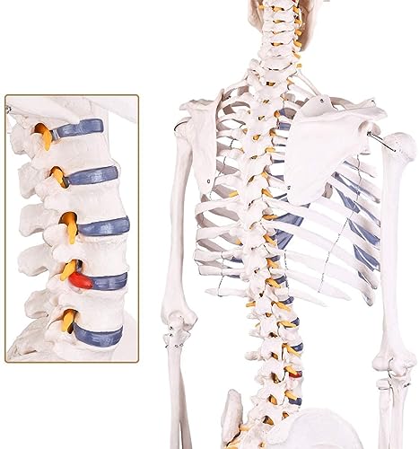 RONTEN Human Skeleton Model for Medical Study, 70.8" Life Size Medical Anatomical Skeleton, Including Adjustable Rolling Stand + Cover + Poster