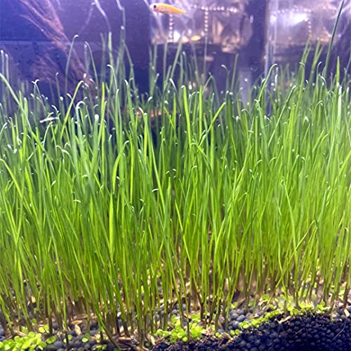 Live Aquarium Plant Seeeds Combo,Fresh Water Grass Mini Leaf & Hair Grass Small Pearl Leaf for Fish Tank Terrarium Aquatic Dwarf Carpet Decor AAB