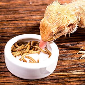 Tfwadmx 2 Pack Reptile Food Bowl, Mini Ceramic Water Feeder Bowl, Reptile Worm Feeding Dish for Lizard Turtle Bearded Dragon Anoles Crested Gecko Hermit Crab Leopard Gecko Chameleon Corn Snake