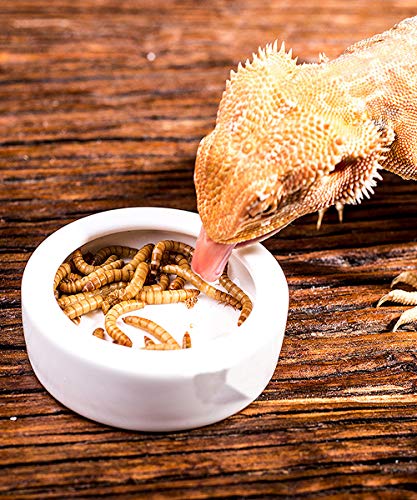 Tfwadmx 2 Pack Reptile Food Bowl, Mini Ceramic Water Feeder Bowl, Reptile Worm Feeding Dish for Lizard Turtle Bearded Dragon Anoles Crested Gecko Hermit Crab Leopard Gecko Chameleon Corn Snake