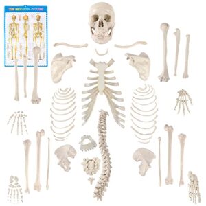 houseables disarticulated human skeleton, full unassembled anatomical model, life sized, 62” height, plastic, w/poster, skull, bones, articulated hand & foot, study of skeletal system, educational