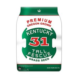 premium oregon grown kentucky 31 tall fescue grass seed (5 lbs)