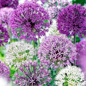 allium blend purple - 30 bulb pack - 4 to 6 inch diameter flower | allium bulb grows to 28-32" tall | allium bulbs, easy to grow