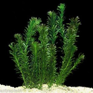 HOT! Anacharis Elodea Densa Tropical Live Aquarium Plants Aquatic Pond Bundle Stems