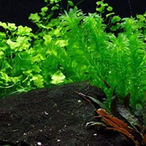 HOT! Anacharis Elodea Densa Tropical Live Aquarium Plants Aquatic Pond Bundle Stems