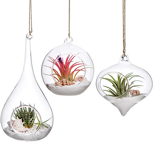 Mkono 3 Pack Glass Hanging Planter Air Fern Holder Terrarium Plants Hanger Vase Home Decoration Gift Idea for Succulent Moss Tillandsias Air Plants, Olive, Globe and Teardrop (Plant Not Included)