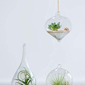 Mkono 3 Pack Glass Hanging Planter Air Fern Holder Terrarium Plants Hanger Vase Home Decoration Gift Idea for Succulent Moss Tillandsias Air Plants, Olive, Globe and Teardrop (Plant Not Included)