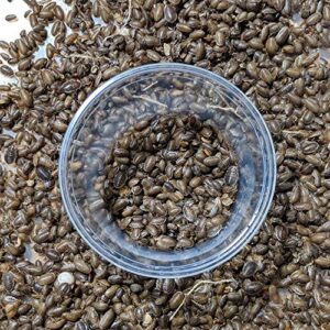 DBDPet Premium Live Dubia Roaches 51ct Small (0.25-0.375") - Bearded Dragon, Leopard Gecko, Phelsuma, Chameleon, and Other Small Reptile Food - Includes a Caresheet