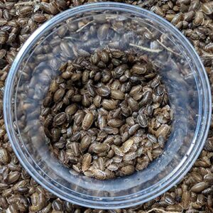 dbdpet premium live dubia roaches 255ct small (0.25-0.375") - bearded dragon, leopard gecko, phelsuma, chameleon, and other small reptile food - includes a caresheet