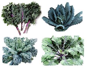 1000+ kale mixed seeds, this is a mix!!! dwarf blue curled, lacinato dinosaur, siberian dwarf, russian red, heirloom non-gmo usa grown