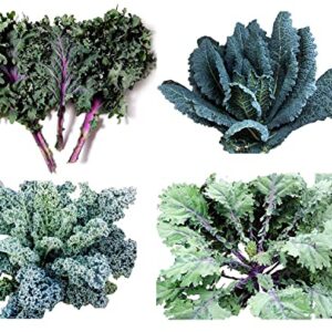 1000+ Kale Mixed Seeds, This is a Mix!!! Dwarf Blue Curled, Lacinato Dinosaur, Siberian Dwarf, Russian Red, Heirloom Non-GMO USA Grown