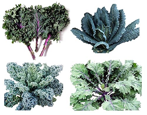 1000+ Kale Mixed Seeds, This is a Mix!!! Dwarf Blue Curled, Lacinato Dinosaur, Siberian Dwarf, Russian Red, Heirloom Non-GMO USA Grown