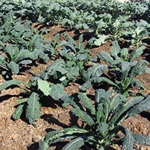 1000+ Kale Mixed Seeds, This is a Mix!!! Dwarf Blue Curled, Lacinato Dinosaur, Siberian Dwarf, Russian Red, Heirloom Non-GMO USA Grown