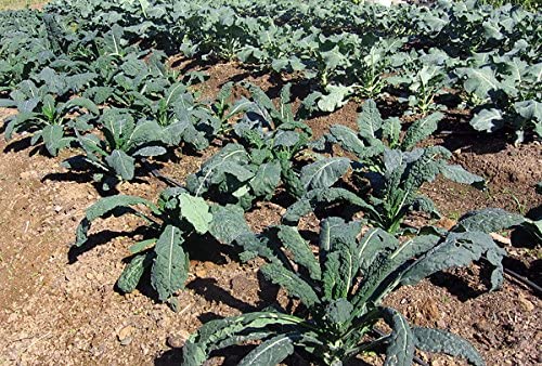 1000+ Kale Mixed Seeds, This is a Mix!!! Dwarf Blue Curled, Lacinato Dinosaur, Siberian Dwarf, Russian Red, Heirloom Non-GMO USA Grown