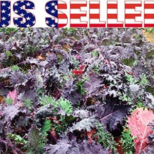 1000+ Kale Mixed Seeds, This is a Mix!!! Dwarf Blue Curled, Lacinato Dinosaur, Siberian Dwarf, Russian Red, Heirloom Non-GMO USA Grown