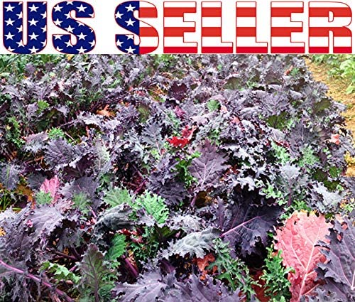 1000+ Kale Mixed Seeds, This is a Mix!!! Dwarf Blue Curled, Lacinato Dinosaur, Siberian Dwarf, Russian Red, Heirloom Non-GMO USA Grown