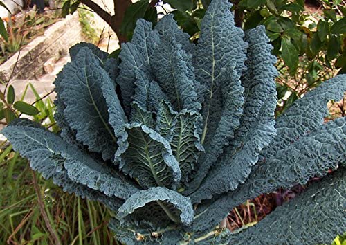 1000+ Kale Mixed Seeds, This is a Mix!!! Dwarf Blue Curled, Lacinato Dinosaur, Siberian Dwarf, Russian Red, Heirloom Non-GMO USA Grown