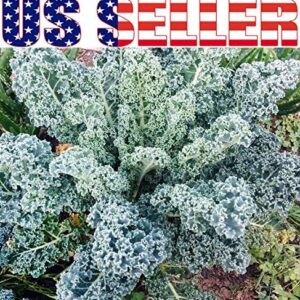 1000+ Kale Mixed Seeds, This is a Mix!!! Dwarf Blue Curled, Lacinato Dinosaur, Siberian Dwarf, Russian Red, Heirloom Non-GMO USA Grown