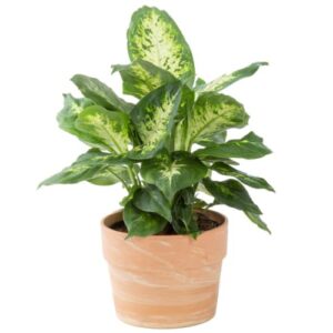 costa farms dieffenbachia live indoor plant, easy to grow houseplant in indoors garden planter pot with potting soil, grower's choice, birthday, new house gift, home and room decor, 12-14 inches tall