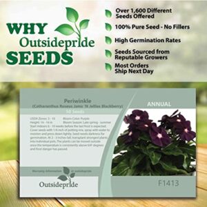 Outsidepride Periwinkle Vinca BlackBerry Garden Flowers & Ground Cover Plants - 50 Seeds