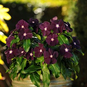 Outsidepride Periwinkle Vinca BlackBerry Garden Flowers & Ground Cover Plants - 50 Seeds