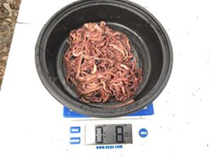 worms georgia red wiggler (1/2 pound)