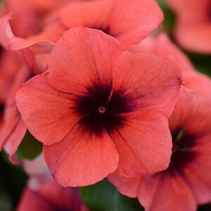outsidepride vinca periwinkle papaya garden flower, ground cover, & container plants - 50 seeds