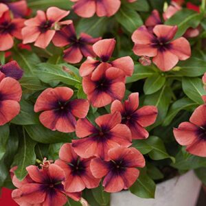 Outsidepride Vinca Periwinkle Papaya Garden Flower, Ground Cover, & Container Plants - 50 Seeds