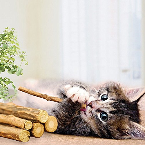 WoLover Silvervine Sticks for Cats, Natural Catnip Sticks Matatabi Chew Sticks Teeth Molar Chew Toys for Cat Kitten Kitty (at Least 12 PCS)