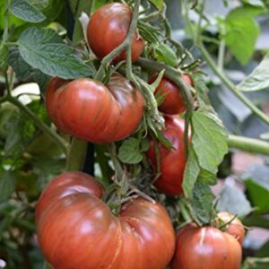 Gaea's Blessing Seeds - Tomato Seeds - Cherokee Purple Slicing Tomato - Non-GMO Seeds with Easy to Follow Planting Instructions - Open-Pollinated 96% Germination Rate