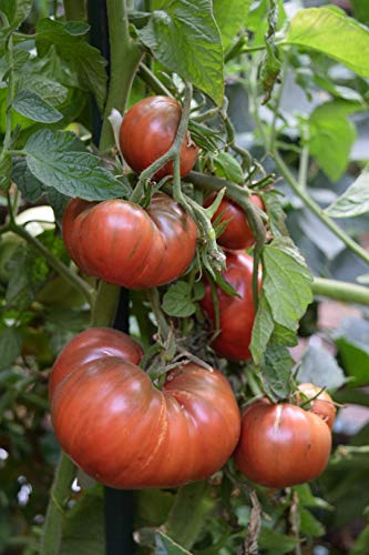 Gaea's Blessing Seeds - Tomato Seeds - Cherokee Purple Slicing Tomato - Non-GMO Seeds with Easy to Follow Planting Instructions - Open-Pollinated 96% Germination Rate
