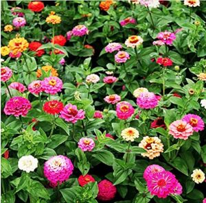 cut and come again mixed zinnia seeds - approximately 300 seeds